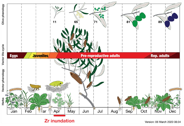 xylella-graphic